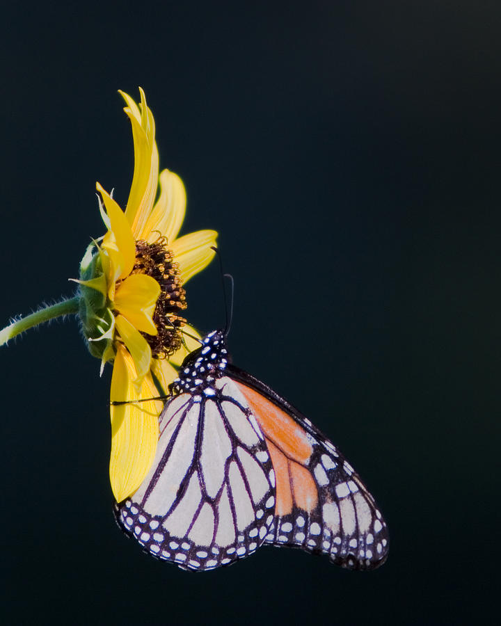 Monarch Photograph by Dean Farrell