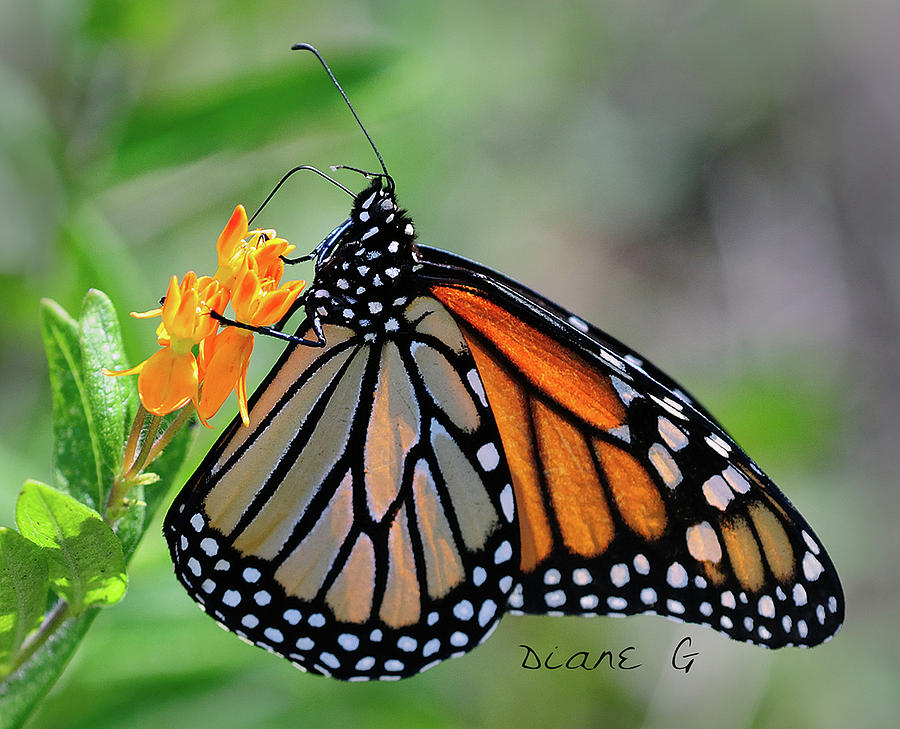 Monarch Photograph by Diane Giurco