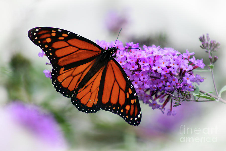 Monarch Dreams Photograph by Karen Adams