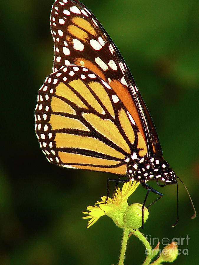 Butterfly Photograph - Monarch Dreams by Laura Brightwood