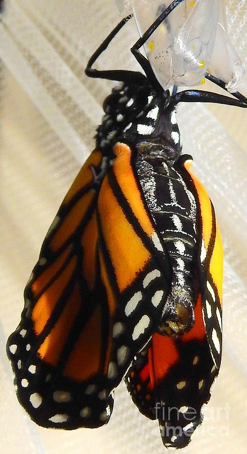 Monarch Eclosed Photograph by Carol Komassa
