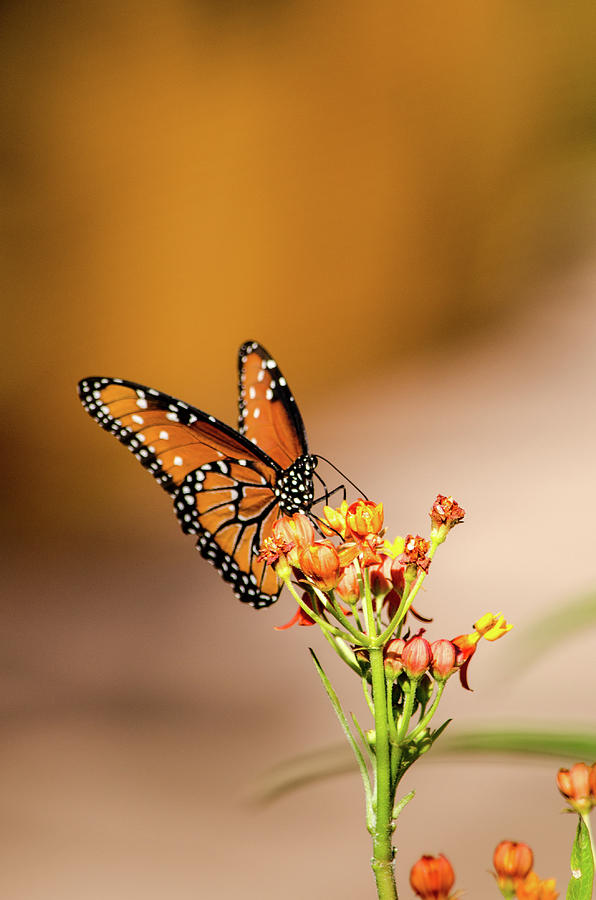 Arizona Photograph - Monarch by Emily Bristor