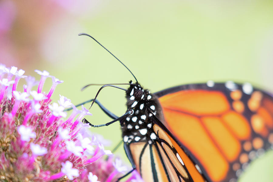 Monarch Feeding Photograph by Brian Hale