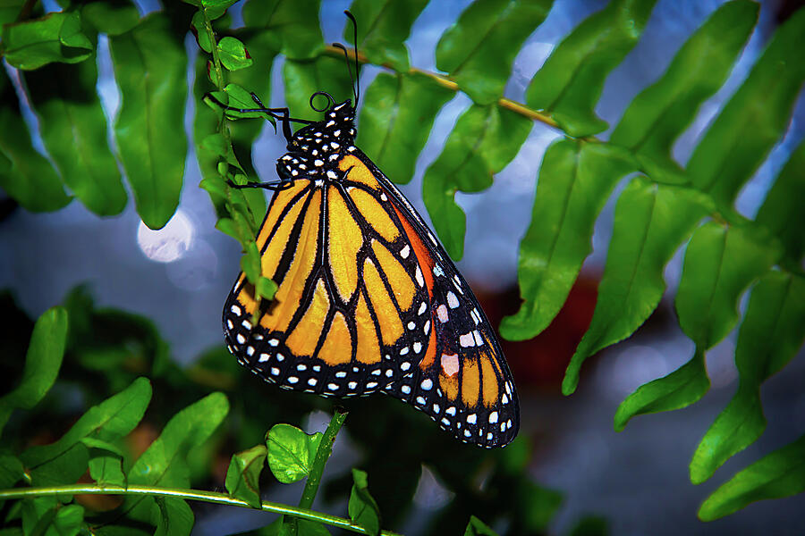 Hanging Photograph - Monarch Feeding by Garry Gay Hanging Photograph - Monarch Feeding by Garry Gay