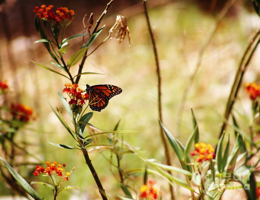 Monarch Feeding Ground Photograph by Craig Wood