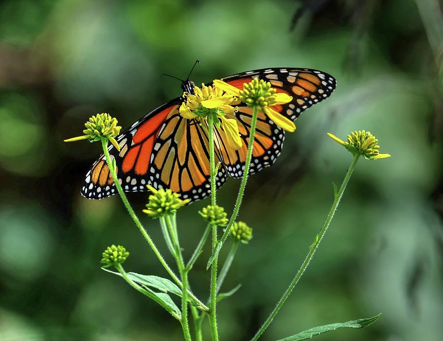 Monarch feeding Photograph by Ronda Ryan