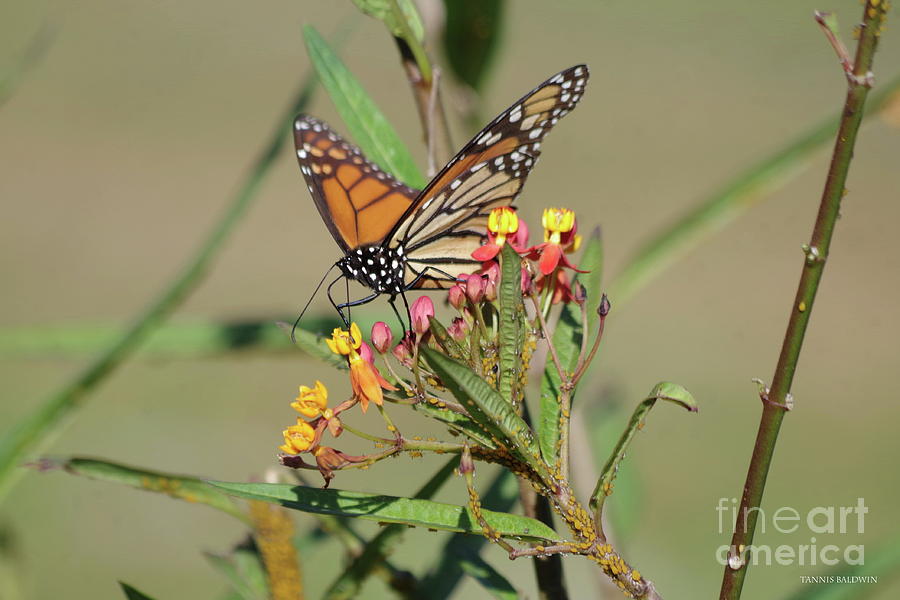 Butterfly Photograph - Monarch feeding by Tannis Baldwin