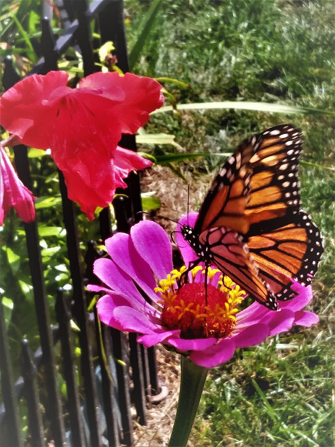 Monarch Flight Photograph by Jessica Greene - Fine Art America