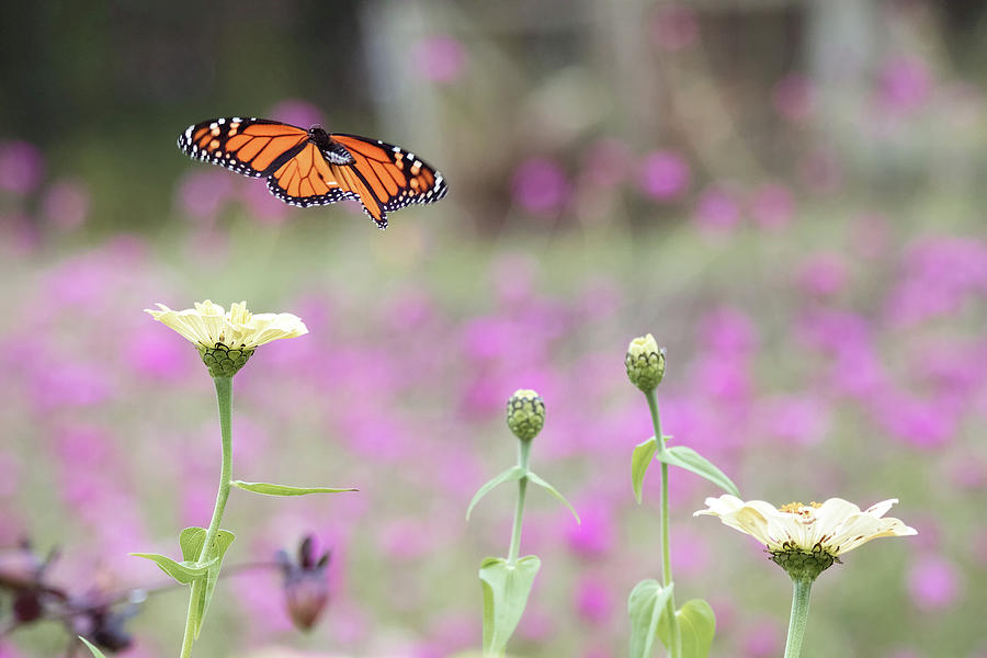 Monarch Fluttering about Photograph by Brian Hale