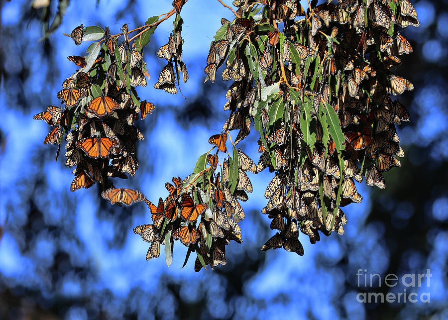Monarch Groves Butterflies with  Blue Background Photograph by Stephanie Laird