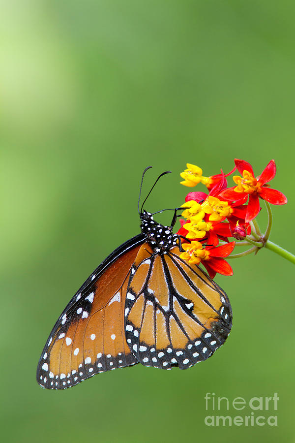Queen Butterfly Hanging Around Photograph by Bryan Keil
