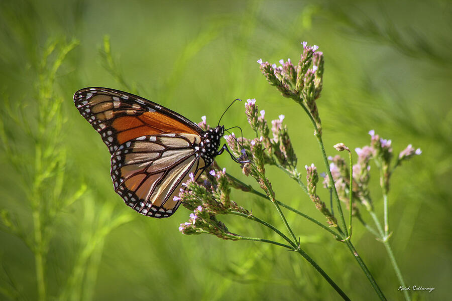 Monarch Butterfly Headed South Wildlife Art  Photograph by Reid Callaway
