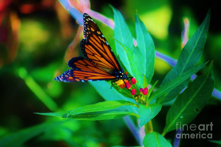 Butterfly Photograph - Monarch Heaven by Keri West Butterfly Photograph - Monarch Heaven by Keri West