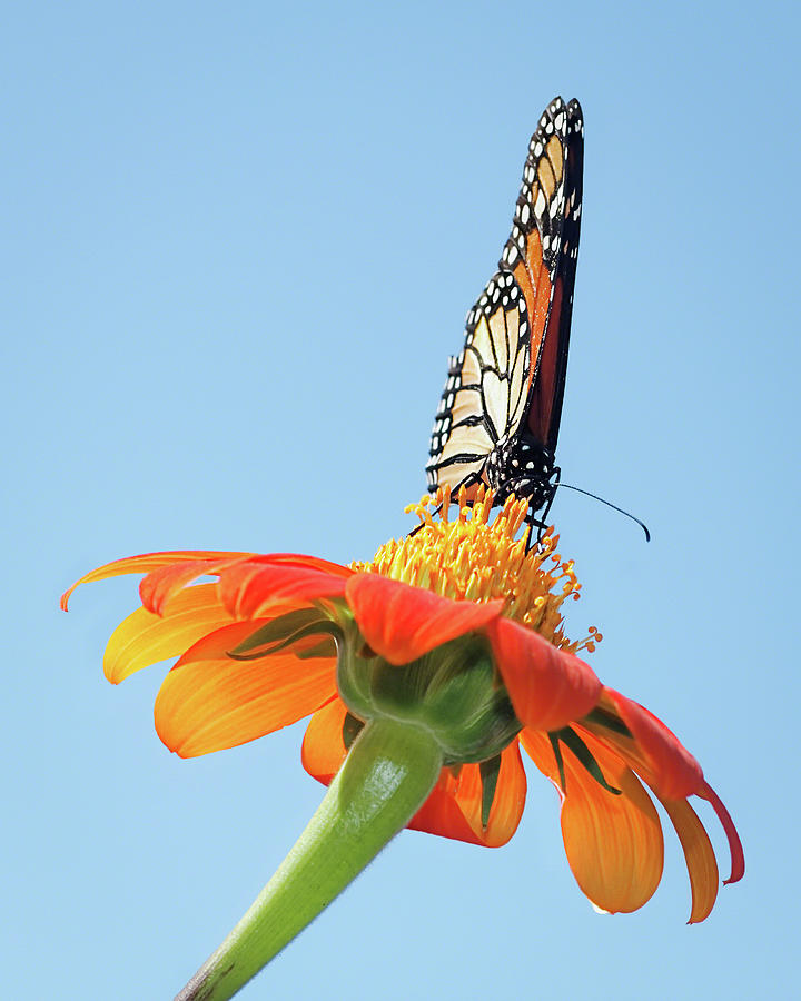 Monarch I Photograph by Dawn Currie