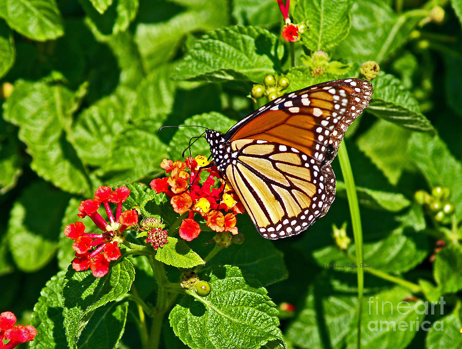 Monarch I Photograph by Patricia Griffin Brett