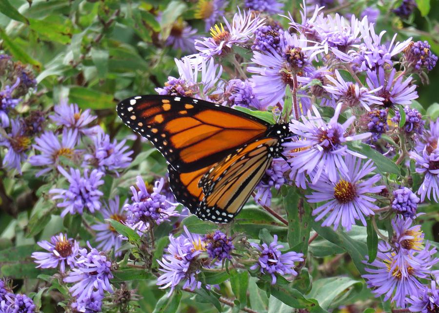 Monarch in Aster Photograph by Lucinda VanVleck