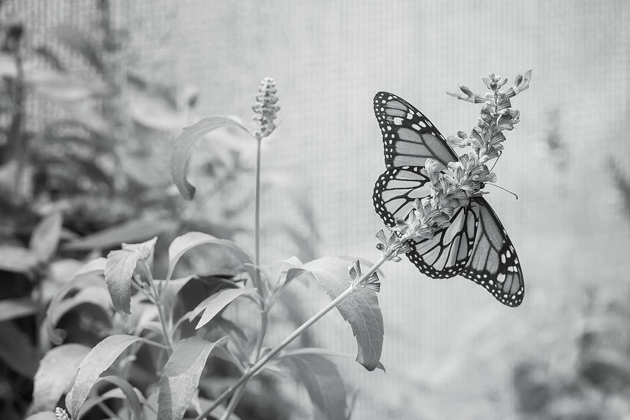 Monarch in Black and White on Sylvia Photograph by Joni Eskridge