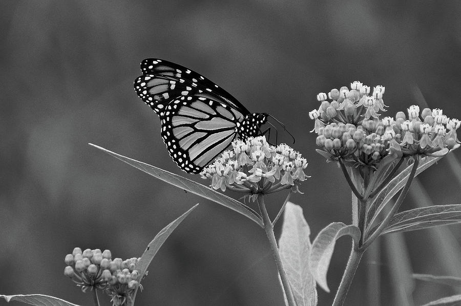 Monarch in Black and White Photograph by Sandy Keeton
