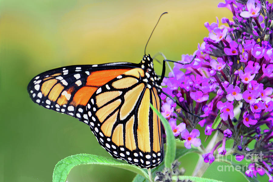 Butterfly Photograph - Monarch in Butterfly Garden by Regina Geoghan