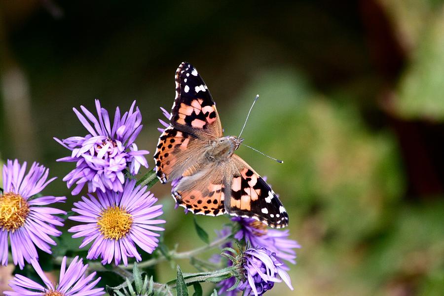 Butterfly Digital Art - Monarch in Fall by Jillynn Markle