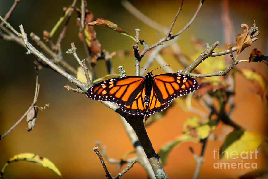Monarch in Fall Photograph by Karen Adams