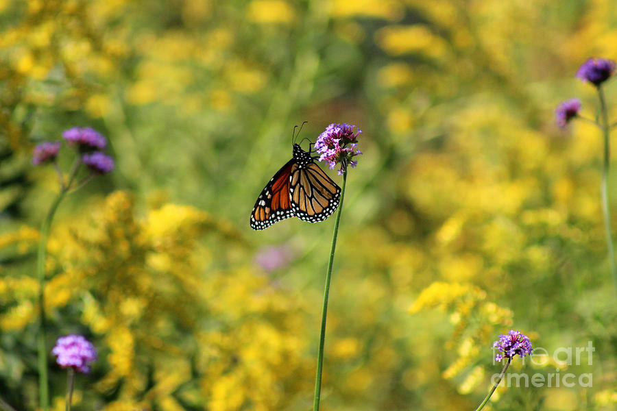 Monarch in Golden Field Photograph by Karen Adams
