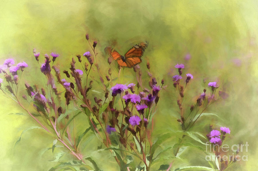Monarch in Ironweed Photograph by Kerri Farley