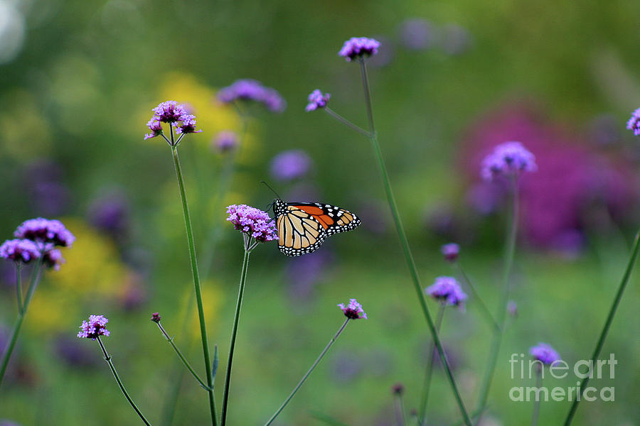 Monarch in Meadow Photograph by Karen Adams