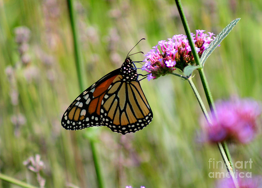 Monarch in Ohio Meadow Photograph by Karen Adams