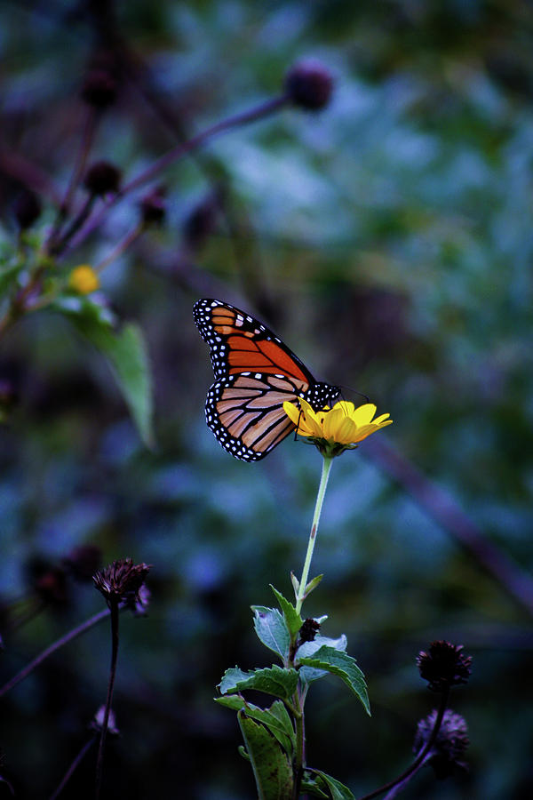 Monarch in Profile 5645 H_2 Photograph by Steven Ward