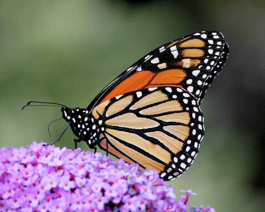 Monarch in profile Photograph by Doris Potter