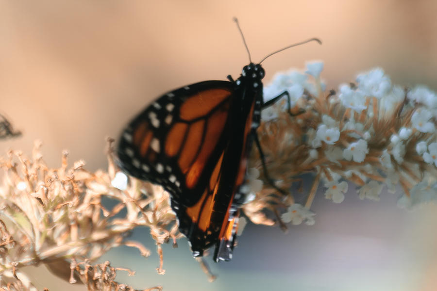 Monarch in Soft Focus Photograph by Richard Gregurich
