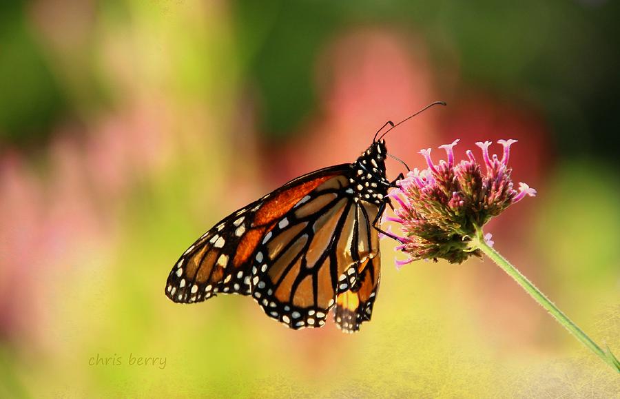 Monarch in Summer Photograph by Chris Berry