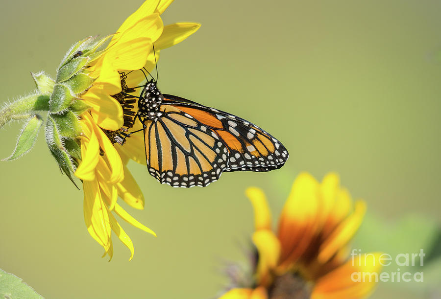Monarch in Sunflowers Photograph by Cheryl Baxter