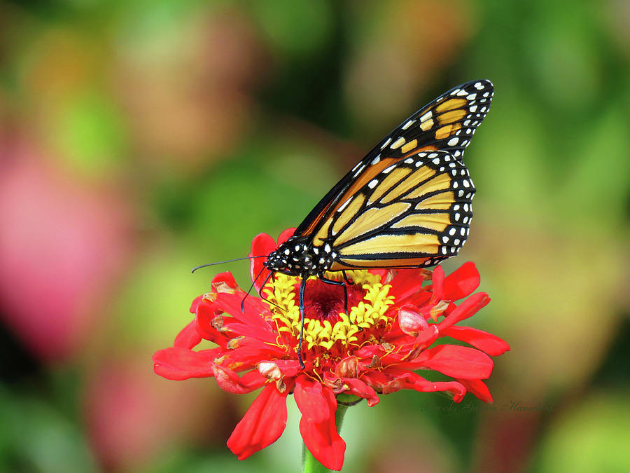 Monarch in the Fall Garden - Butterfly and Flora - Nature Photography - Butterfly Photograph by Brooks Garten Hauschild