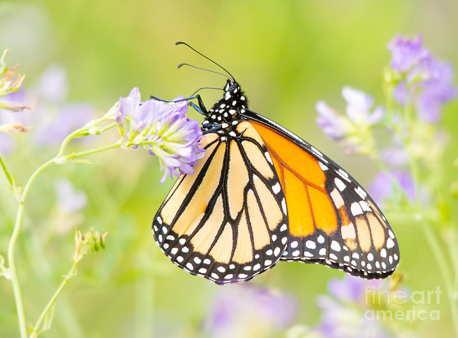 Monarch in the flowers Photograph by Cheryl Baxter