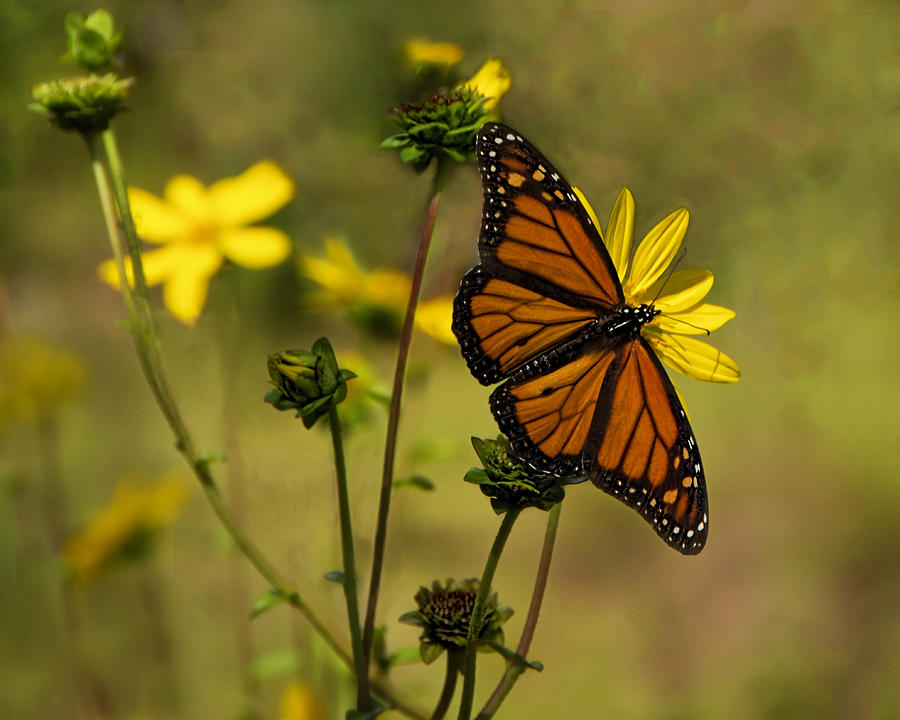 Monarch in the Garden - horizontal Photograph by Mitch Spence