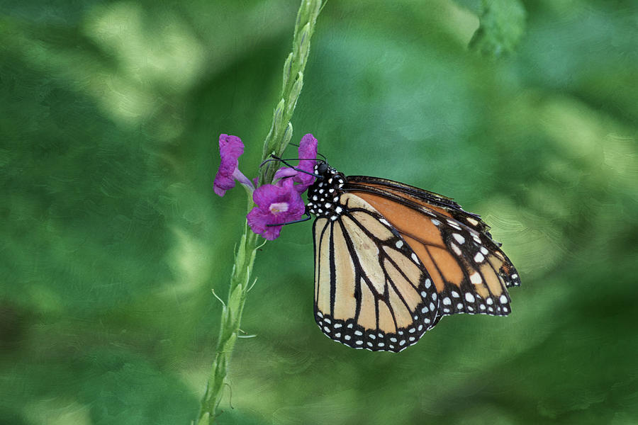 Nature Photograph - Monarch In The Garden by Kim Hojnacki
