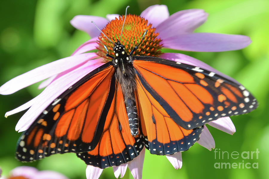 Monarch in the Garden Photograph by Lisa Kilby