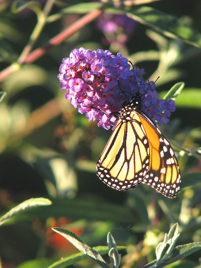 Monarch in the Garden - Butterly and Flower - Nature Wildlife Photography Photograph by Brooks Garten Hauschild
