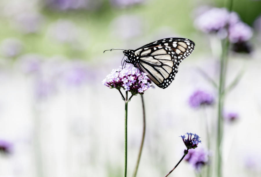 Monarch In The Garden Photograph