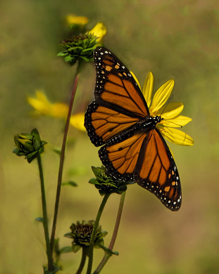 Monarch  in the Garden - Vertical Photograph by Mitch Spence