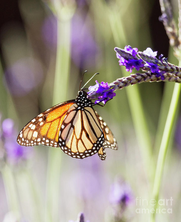 Monarch in the key of purple and green Photograph by Ruth Jolly