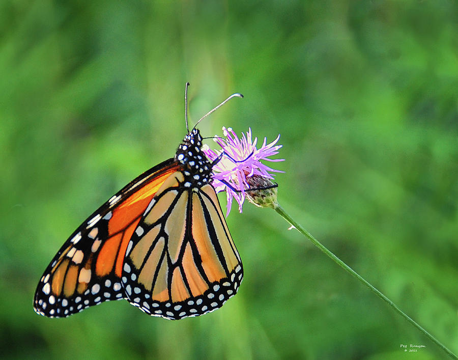 Monarch in the Meadow Photograph by Peg Runyan