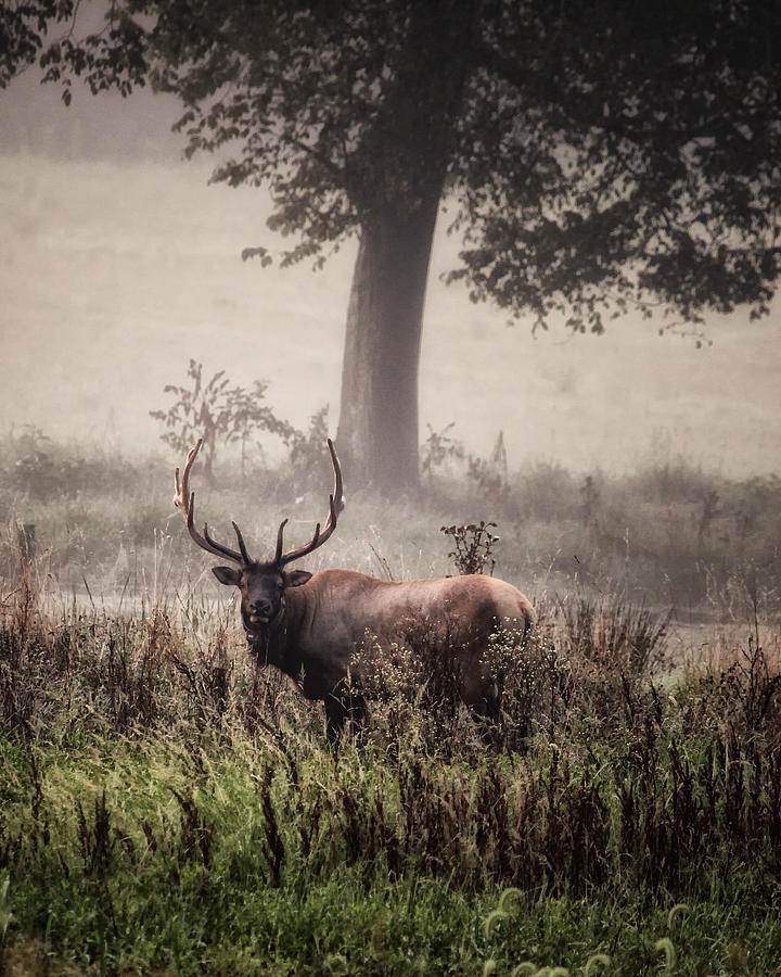 Monarch in the Mist Photograph by Michael Dougherty