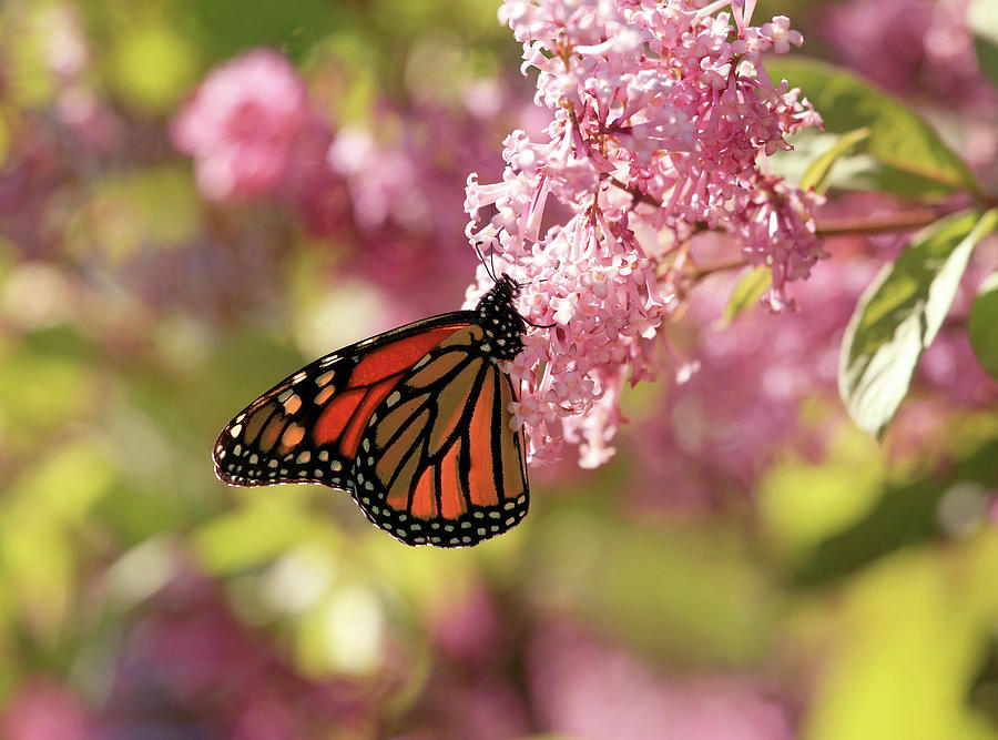 Monarch in the Pink Photograph by Donna Kennedy