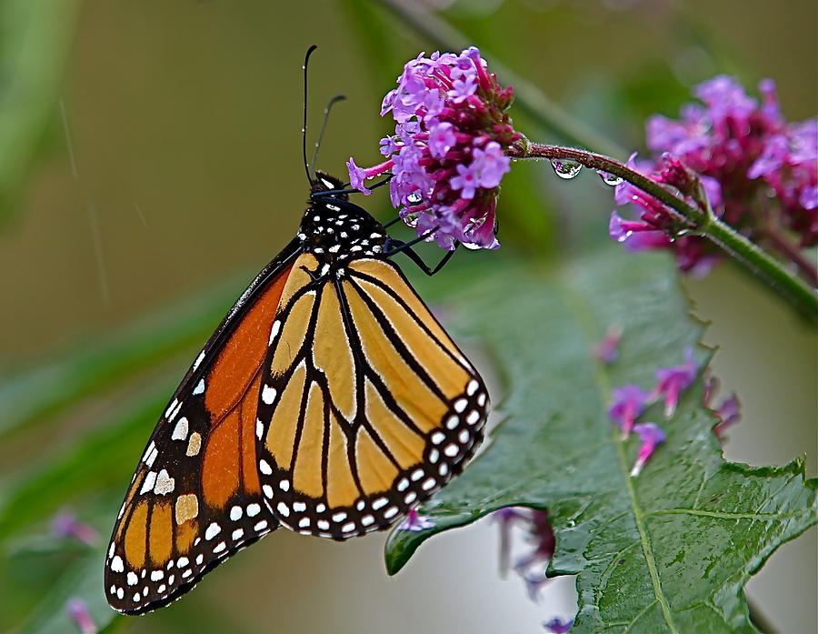 Monarch in the Rain Photograph by Peter Gray - Fine Art America