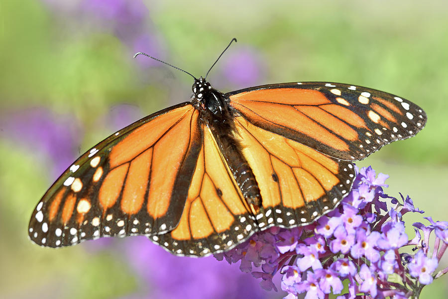 Monarch in the Sun Photograph by Regina Geoghan - Fine Art America