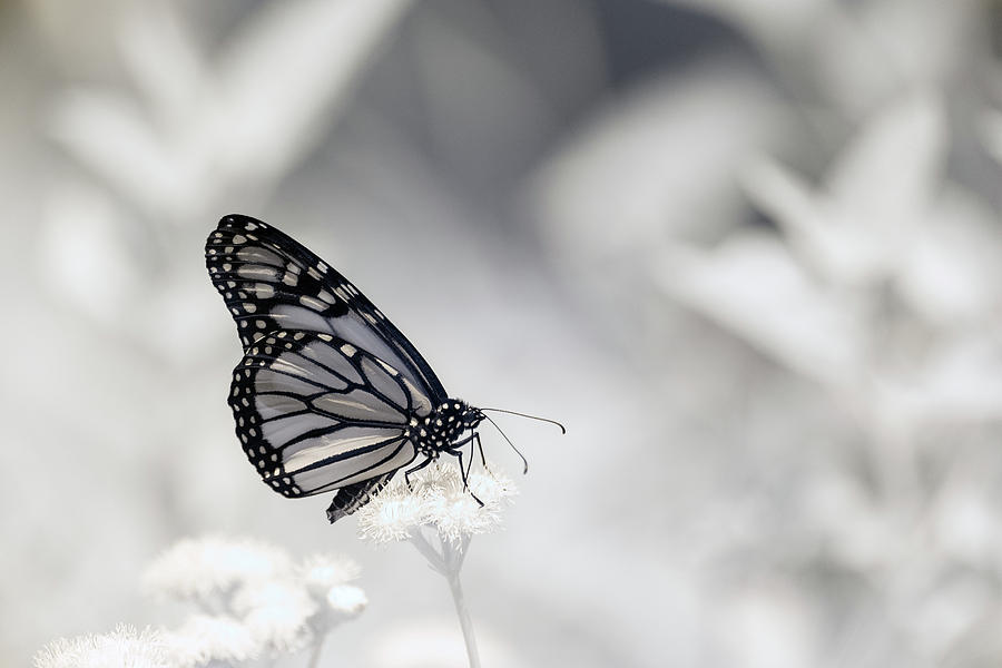 Monarch Infrared Photograph by Brian Hale