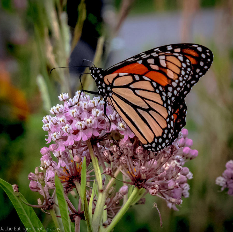 Monarch Photograph by Jackie Eatinger - Fine Art America